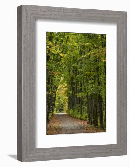 Tunnel of trees on the Covered Road near Houghton, Michigan, USA-Chuck Haney-Framed Photographic Print