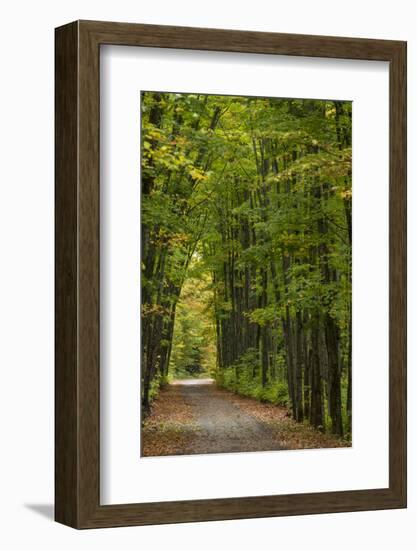 Tunnel of trees on the Covered Road near Houghton, Michigan, USA-Chuck Haney-Framed Photographic Print