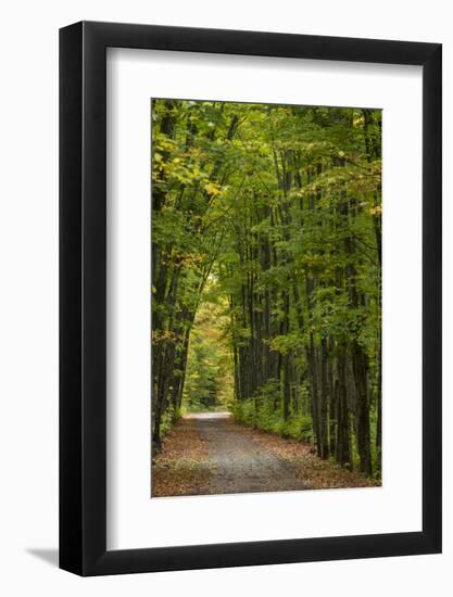 Tunnel of trees on the Covered Road near Houghton, Michigan, USA-Chuck Haney-Framed Photographic Print