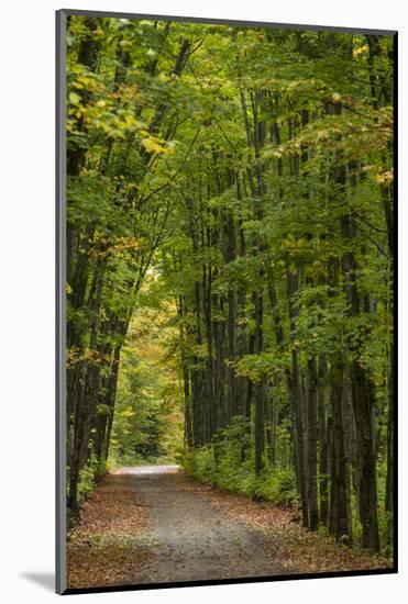 Tunnel of trees on the Covered Road near Houghton, Michigan, USA-Chuck Haney-Mounted Photographic Print