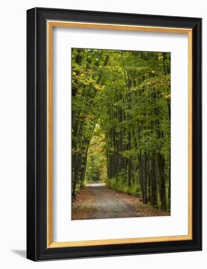 Tunnel of trees on the Covered Road near Houghton, Michigan, USA-Chuck Haney-Framed Photographic Print