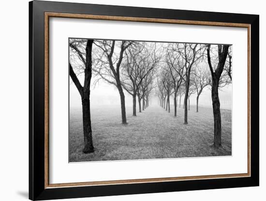 Tunnel of Trees-Monte Nagler-Framed Giclee Print