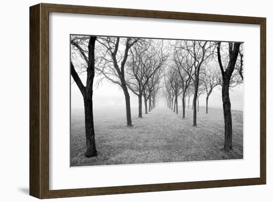 Tunnel of Trees-Monte Nagler-Framed Giclee Print