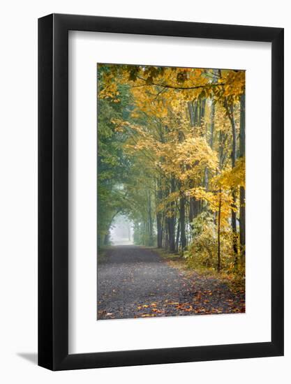 Tunnel Through Misty Forest-Brooke T. Ryan-Framed Photographic Print