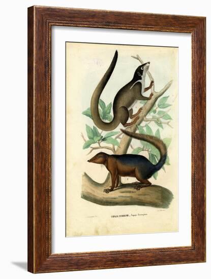 Tupaja, 1863-79-Raimundo Petraroja-Framed Giclee Print