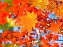 Red Yellow Fall Maple Leafs Illuminated by Sun Natural Background-tupikov-Premier Image Canvas