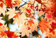 Red Yellow Fall Maple Leafs Illuminated by Sun Natural Background-tupikov-Premier Image Canvas