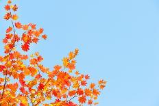 Red Yellow Fall Maple Leafs in the Sky Natural Background-tupikov-Photographic Print