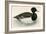 Tupted Duck-Beverley R. Morris-Framed Giclee Print