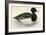 Tupted Duck-Beverley R. Morris-Framed Giclee Print