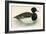 Tupted Duck-Beverley R. Morris-Framed Giclee Print