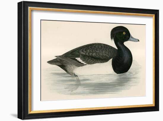 Tupted Duck-Beverley R. Morris-Framed Giclee Print