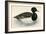 Tupted Duck-Beverley R. Morris-Framed Giclee Print