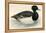 Tupted Duck-Beverley R. Morris-Framed Premier Image Canvas