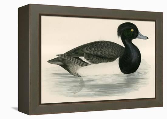 Tupted Duck-Beverley R. Morris-Framed Premier Image Canvas