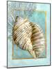 Turban Shell and Coral-Lori Schory-Mounted Art Print