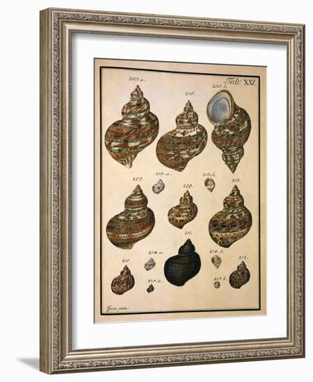 Turban Shells-N. G. Geve-Framed Giclee Print