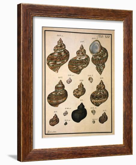 Turban Shells-N. G. Geve-Framed Giclee Print