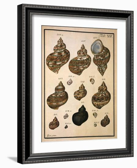 Turban Shells-N. G. Geve-Framed Giclee Print