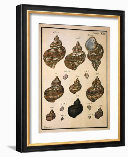 Turban Shells-N. G. Geve-Framed Giclee Print