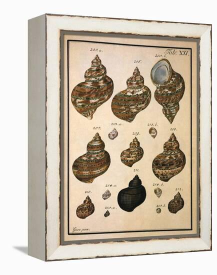 Turban Shells-N. G. Geve-Framed Premier Image Canvas