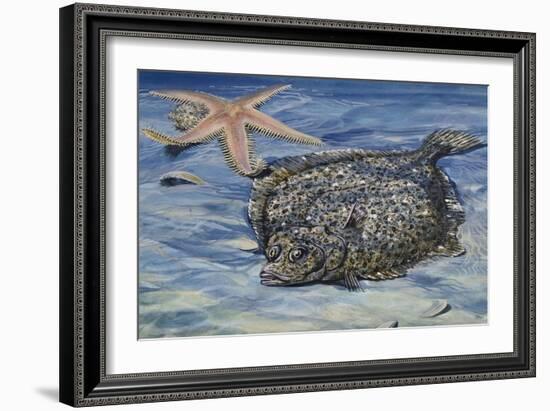 Turbot (Scophthalmus Maximus or Psetta Maxima), Scophthalmidae-null-Framed Giclee Print