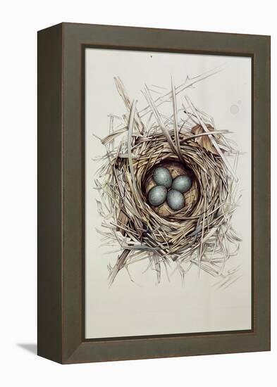 Turdus Merula (Blackbird), 1999-Sandra Lawrence-Framed Premier Image Canvas