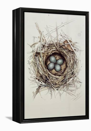 Turdus Merula (Blackbird), 1999-Sandra Lawrence-Framed Premier Image Canvas