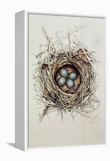 Turdus Merula (Blackbird), 1999-Sandra Lawrence-Framed Premier Image Canvas