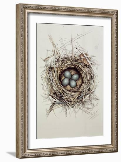 Turdus Merula (Blackbird), 1999-Sandra Lawrence-Framed Giclee Print