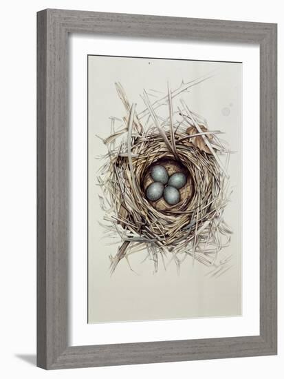 Turdus Merula (Blackbird), 1999-Sandra Lawrence-Framed Giclee Print