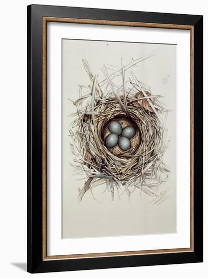 Turdus Merula (Blackbird), 1999-Sandra Lawrence-Framed Giclee Print