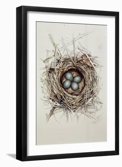 Turdus Merula (Blackbird), 1999-Sandra Lawrence-Framed Giclee Print