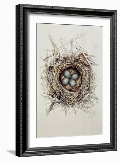 Turdus Merula (Blackbird), 1999-Sandra Lawrence-Framed Giclee Print