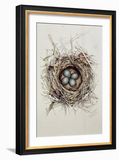 Turdus Merula (Blackbird), 1999-Sandra Lawrence-Framed Giclee Print