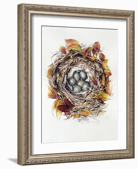 Turdus Viscivorus, 2000-Sandra Lawrence-Framed Giclee Print