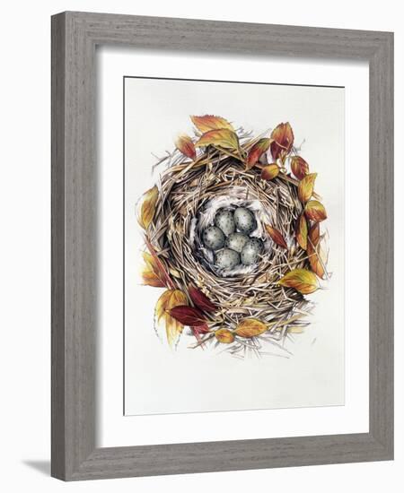 Turdus Viscivorus, 2000-Sandra Lawrence-Framed Giclee Print