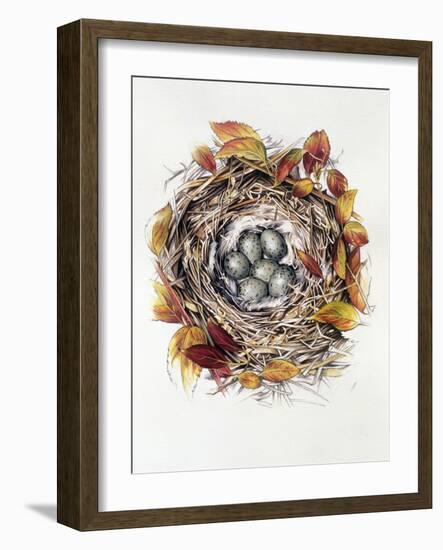 Turdus Viscivorus, 2000-Sandra Lawrence-Framed Giclee Print