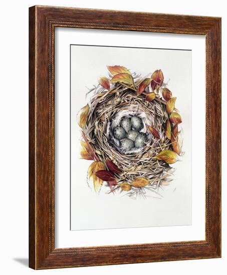 Turdus Viscivorus, 2000-Sandra Lawrence-Framed Giclee Print