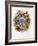 Turdus Viscivorus, 2000-Sandra Lawrence-Framed Giclee Print