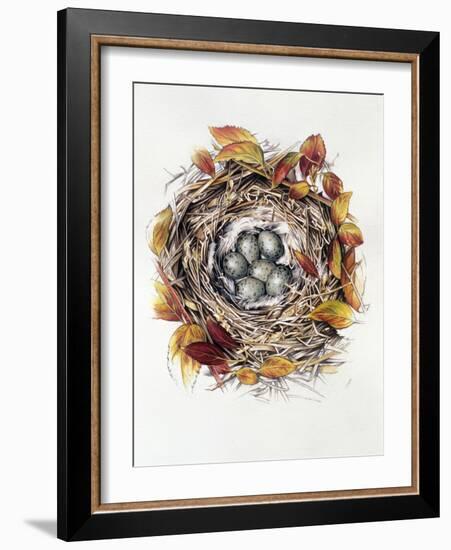 Turdus Viscivorus, 2000-Sandra Lawrence-Framed Giclee Print