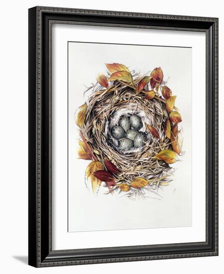 Turdus Viscivorus, 2000-Sandra Lawrence-Framed Giclee Print