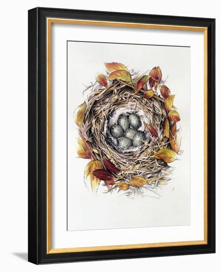 Turdus Viscivorus, 2000-Sandra Lawrence-Framed Giclee Print