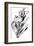 Tureenia Ladlecum-Edward Lear-Framed Premium Giclee Print