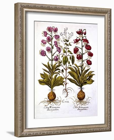 Turk's Cap Lily and Enchanter's Nightshade, from 'Hortus Eystettensis', by Basil Besler (1561-1629)-German School-Framed Giclee Print