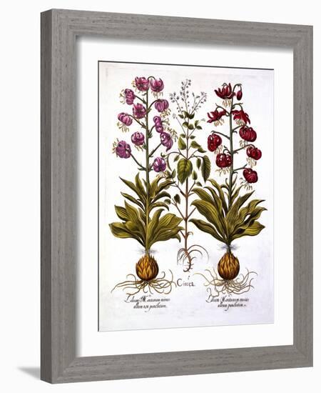 Turk's Cap Lily and Enchanter's Nightshade, from 'Hortus Eystettensis', by Basil Besler (1561-1629)-German School-Framed Giclee Print