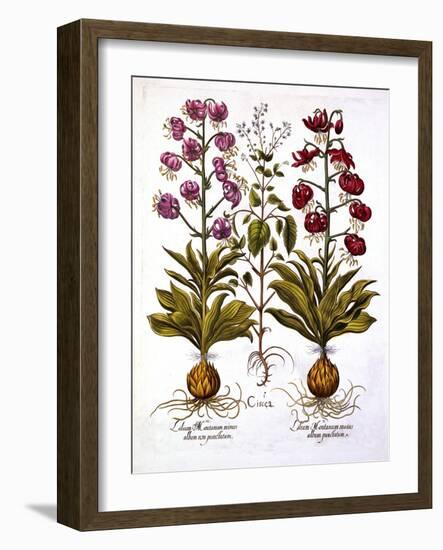 Turk's Cap Lily and Enchanter's Nightshade, from 'Hortus Eystettensis', by Basil Besler (1561-1629)-German School-Framed Giclee Print