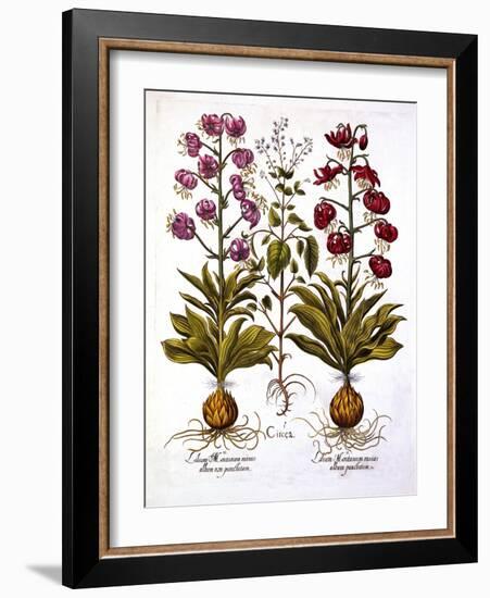 Turk's Cap Lily and Enchanter's Nightshade, from 'Hortus Eystettensis', by Basil Besler (1561-1629)-German School-Framed Giclee Print