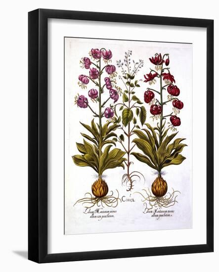 Turk's Cap Lily and Enchanter's Nightshade, from 'Hortus Eystettensis', by Basil Besler (1561-1629)-German School-Framed Giclee Print