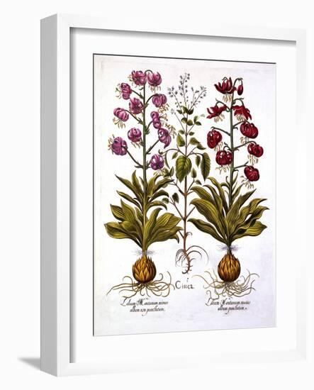 Turk's Cap Lily and Enchanter's Nightshade, from 'Hortus Eystettensis', by Basil Besler (1561-1629)-German School-Framed Giclee Print